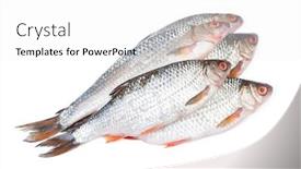  Presentation with group of wildlife crocodile isolated - PPT layouts with group-of-roaches-river-fishes background and a white colored foreground