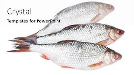  Presentation with fishes - Theme having group-of-roaches-river-fishes background and a white colored foreground