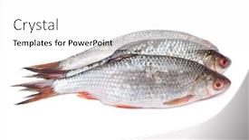  Presentation with fishes - Audience pleasing PPT layouts consisting of group-of-roaches-river-fishes backdrop and a white colored foreground