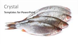  Presentation with fishes - Slide deck featuring group-of-roaches-river-fishes background and a white colored foreground