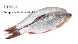  Presentation with fishes - Cool new theme with group-of-roaches-river-fishes backdrop and a white colored foreground