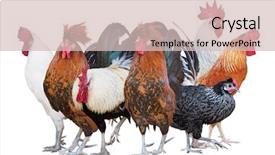  Presentation with group of wildlife crocodile isolated - Beautiful slide deck featuring group of roosters isolated backdrop and a soft green colored foreground