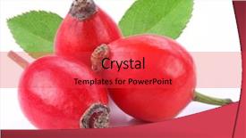  Presentation with white rose - Presentation theme enhanced with group of rose hips isolated background and a red colored foreground
