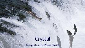  Presentation with salmon fish - Colorful slides enhanced with group of salmon jumping upstream backdrop and a sky blue colored foreground