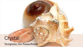  Presentation with sea shells - Cool new presentation theme with group of sea shells close backdrop and a coral colored foreground