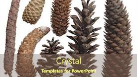 Presentation with pinecones - Presentation theme with group of seven pinecones isolated on white background and a tawny brown colored foreground