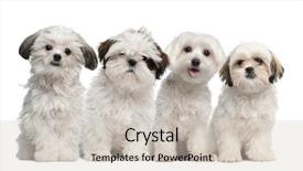  Presentation with summer camp group of diverse - PPT layouts with group of shih tzu background and a soft green colored foreground