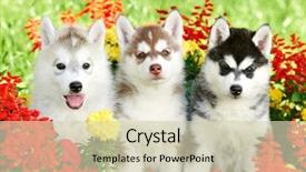  Presentation with husky - Beautiful PPT layouts featuring group of siberian husky puppy backdrop and a soft green colored foreground