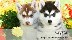  Presentation with husky - PPT theme having group of siberian husky puppy dogs one month old on green grass background and a soft green colored foreground