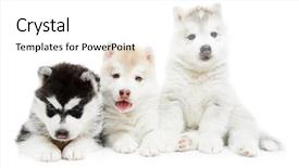 Presentation with husky - Audience pleasing presentation design consisting of group of siberian husky puppy backdrop and a  colored foreground