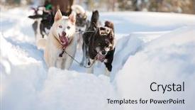  Presentation with sad dog abandoned dogs - Beautiful theme featuring group of sled dogs running backdrop and a sky blue colored foreground