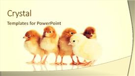  Presentation with chicks - Slide set enhanced with group of small easter chicks background and a white colored foreground