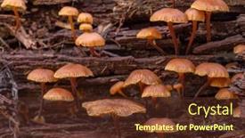  Presentation with orange - Presentation theme with group-of-small-orange-toadstools background and a tawny brown colored foreground