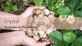  Presentation with garden - Audience pleasing presentation consisting of group-of-snails-in-garden backdrop and a coral colored foreground