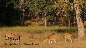  Presentation with deer - Beautiful presentation theme featuring group of spotted deer axis backdrop and a gold colored foreground