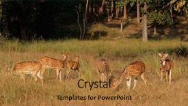  Presentation with national anthem india - Slides having group of spotted deer axis background and a coral colored foreground