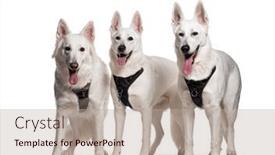  Presentation with dogs - Presentation theme having group-of-swiss-shepherd-dogs background and a mint green colored foreground