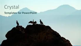  Presentation with tropical - Slide deck enhanced with group-of-tropical-seabird-stting background and a cool aqua colored foreground