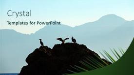  Presentation with tropical - Amazing PPT theme having group-of-tropical-seabird-stting backdrop and a cool aqua colored foreground