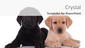  Presentation with group - Theme having group-of-two-labradors-retrievers background and a white colored foreground
