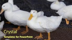  Presentation with farm - Presentation theme featuring group-of-white-ducks background and a tawny brown colored foreground