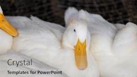  Presentation with farm - PPT theme consisting of group-of-white-ducks background and a mint green colored foreground