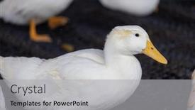  Presentation with farm - PPT theme with group-of-white-ducks background and a light gray colored foreground