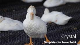  Presentation with farm - PPT theme enhanced with group-of-white-ducks background and a dark gray colored foreground