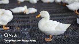  Presentation with farm - Slide set having group-of-white-ducks background and a dark gray colored foreground