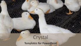 Presentation with farm - PPT theme having group-of-white-ducks background and a coral colored foreground