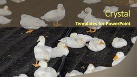  Presentation with farm - Presentation theme having group-of-white-ducks background and a tawny brown colored foreground