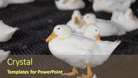  Presentation with farm - Presentation design enhanced with group-of-white-ducks background and a violet colored foreground