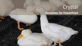 Presentation with farm - PPT theme featuring group-of-white-ducks background and a gray colored foreground