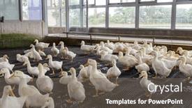  Presentation with farm - Slides having group-of-white-ducks background and a gray colored foreground