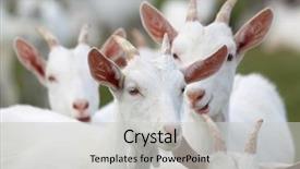  Presentation with dairy goat - Theme with kiwano cucumis metuliferus exotic vegetable tropical orange fruit background and a cream colored foreground