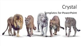  Presentation with cats - Audience pleasing presentation design consisting of group of wild cats backdrop and a white colored foreground