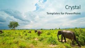  Presentation with sri lanka - Beautiful slides featuring group of wild elephants backdrop and a sky blue colored foreground