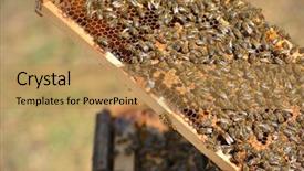  Presentation with bee - PPT layouts consisting of group of working bees background and a gold colored foreground