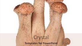  Presentation with fungus - Presentation design with pavlova dessert background and a white colored foreground