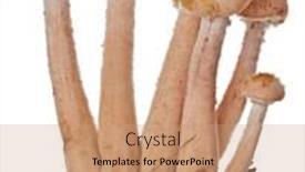  Presentation with fungus - Presentation design enhanced with group-of-young-honey-fungus background and a coral colored foreground