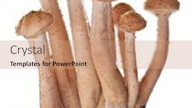  Presentation with fungus - Presentation theme enhanced with group-of-young-honey-fungus background and a coral colored foreground