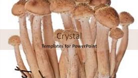  Presentation with fungus - Slide deck having group-of-young-honey-fungus background and a coral colored foreground