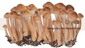  Presentation with fungus - Presentation theme having group-of-young-honey-fungus background and a coral colored foreground