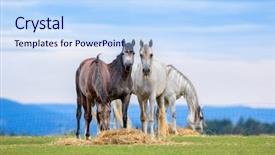  Presentation with horse - Presentation theme with group of young horses eating background and a sky blue colored foreground