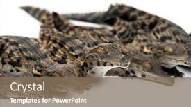  Presentation with crocodile - Slides enhanced with group-of-young-west-african background and a violet colored foreground