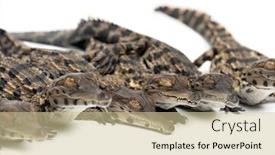  Presentation with crocodile - Presentation design consisting of group-of-young-west-african background and a soft green colored foreground