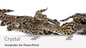  Presentation with crocodile - Cool new theme with group-of-young-west-african backdrop and a white colored foreground