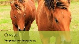  Presentation with cultural - PPT layouts with group-portrait-of-beautiful-horses background and a  colored foreground
