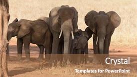  Presentation with african elephant loxodonta africana - Audience pleasing presentation theme consisting of group scientific name loxodonta africana backdrop and a coral colored foreground