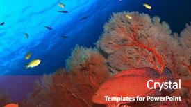  Presentation with grouper - Beautiful slide set featuring grouper-and-fan-coral-underwater backdrop and a tawny brown colored foreground
